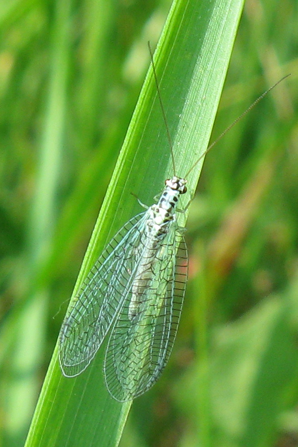 Chrysopa perla